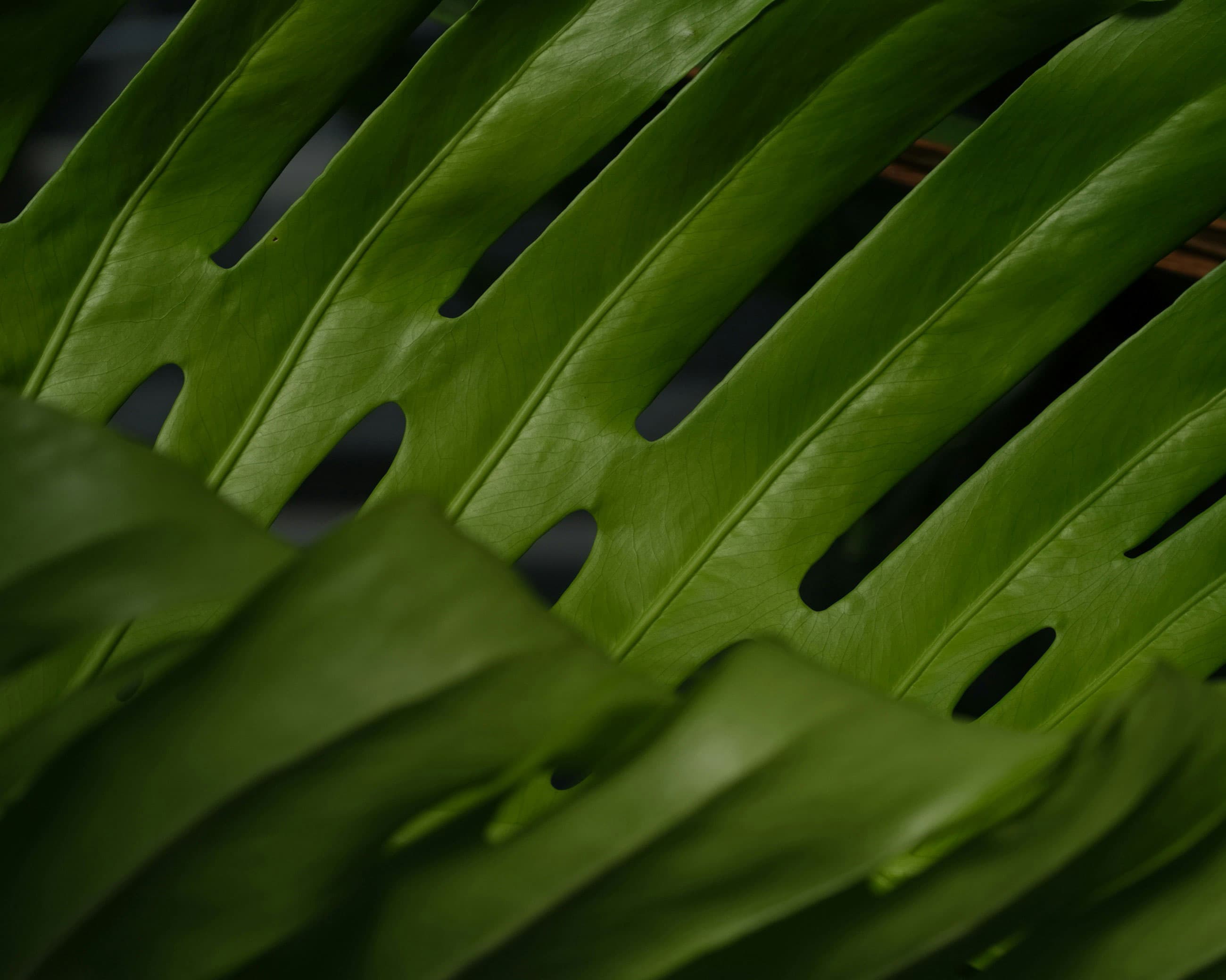 Close-up of a vibrant green leaf with perforations, showcasing its smooth texture and natural details.